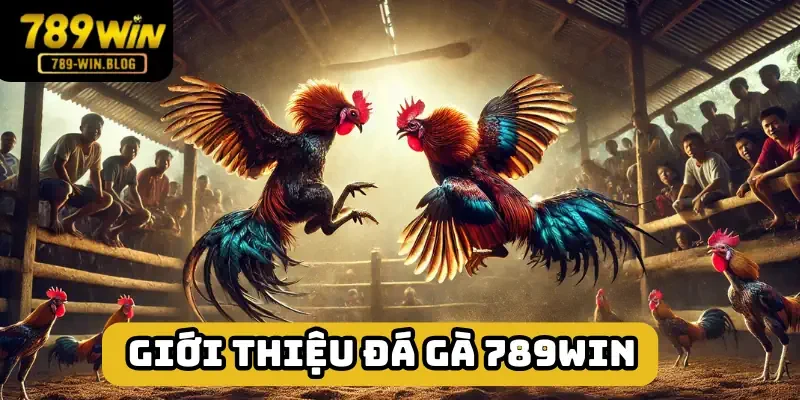 Đá gà 789win hạng mục ở đẳng cấp cao
