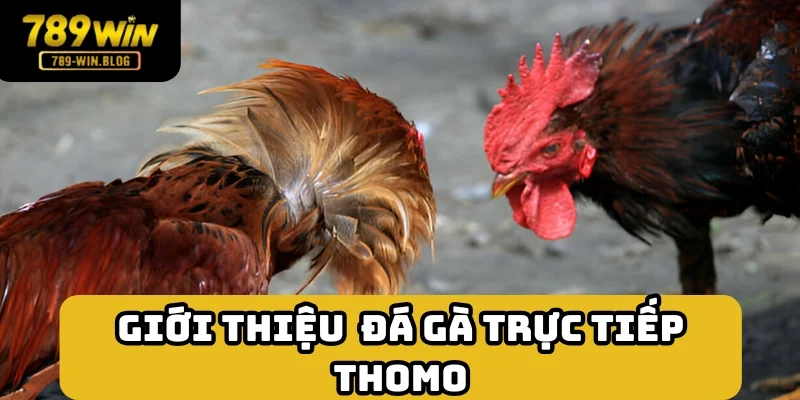 Đá gà trực tiếp Thomo - Hình thức chơi ấn tượng tại đấu trường lớn